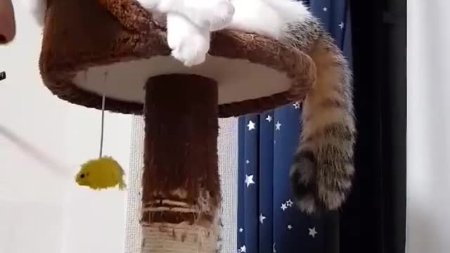 My cats know how to massage each other but I only enjoy it