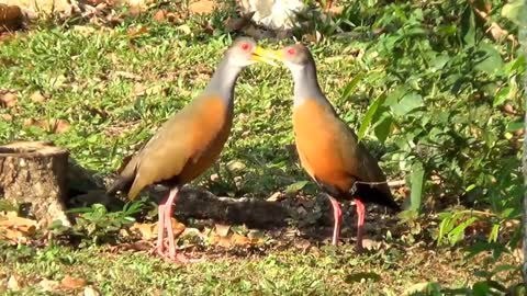 BIRDS DISPLAYING THEIR BEAUTIFUL SONG