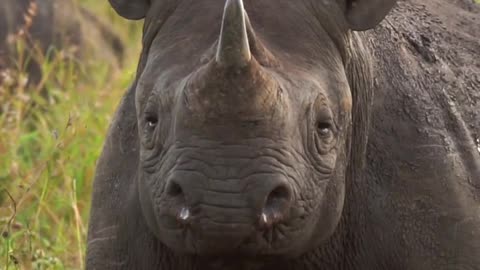 Western black rhinoceros 🦏🦏🦏🦏🦏🦏🦏