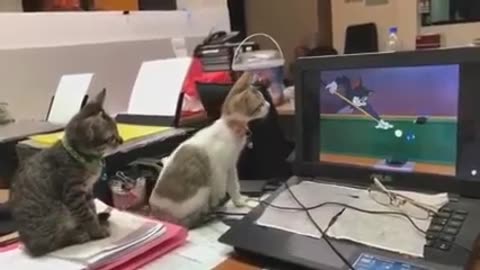 Amazing Two Cats- Fun