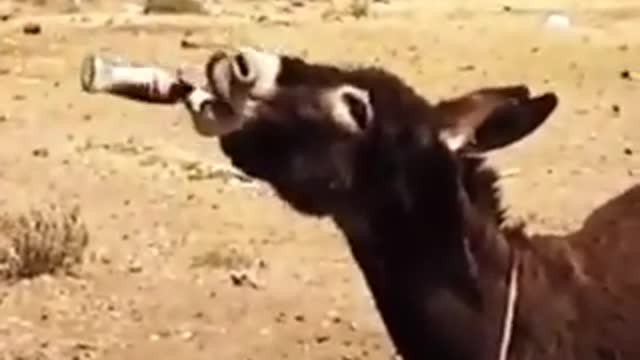 Horse power funny video