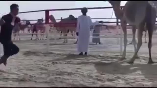 Don't play with a camel
