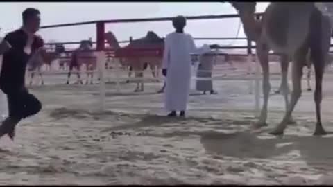 Don't play with a camel