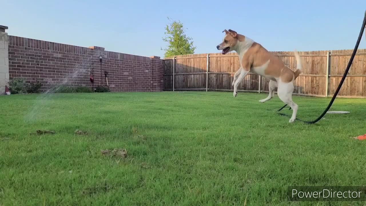 Dog is playing with his owner. Dog is enjoying on the ground field. Cute dogs, funny dogs