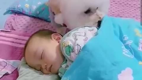 🐕🐕❤️❤️Most heartwarming & touching ~ cute dog takes care of cute baby 😘😘