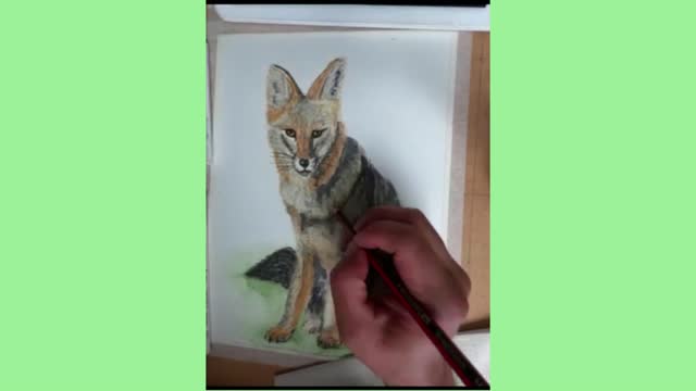 EL ZORRO GRIS / URUFAUNA