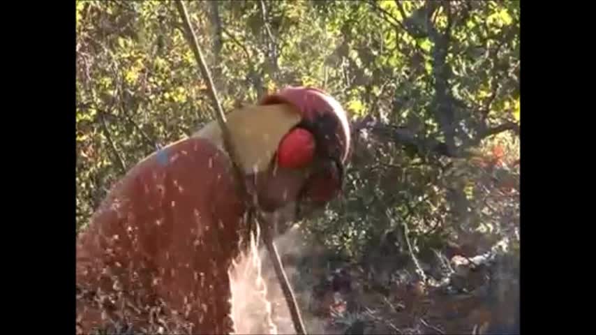 tierra adentro bosque campofauna