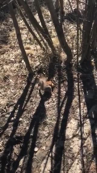 Hungry squirrels from Siberia