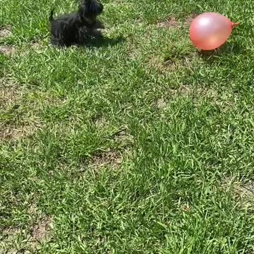 Yorkies have a lot of fun playing with a balloon!