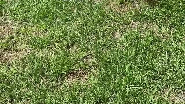 Yorkies have a lot of fun playing with a balloon!