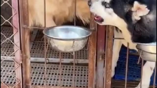 Perros comparten comida