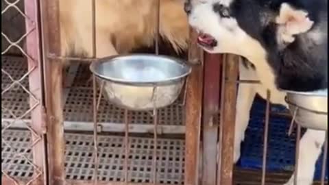 Perros comparten comida