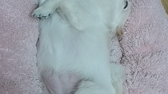 My puppy sleeping on the cushion