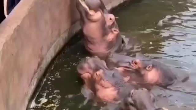 hippopotamus being fed by visitors