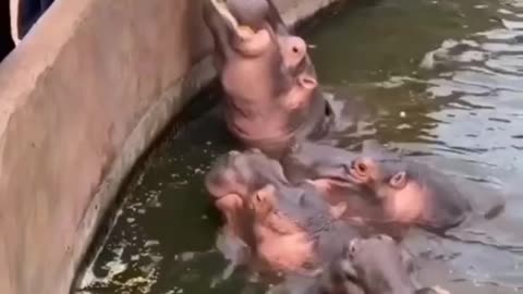 hippopotamus being fed by visitors