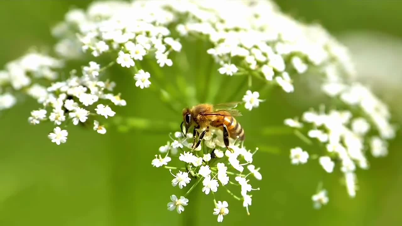 Little employee in a honey factory