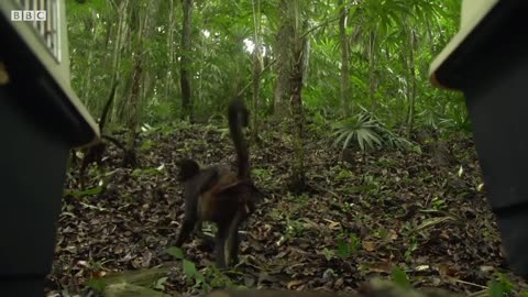 Rescued Spider Monkey Troop Released Into The Wild | Jungle Animal Hospital | BBC Earth