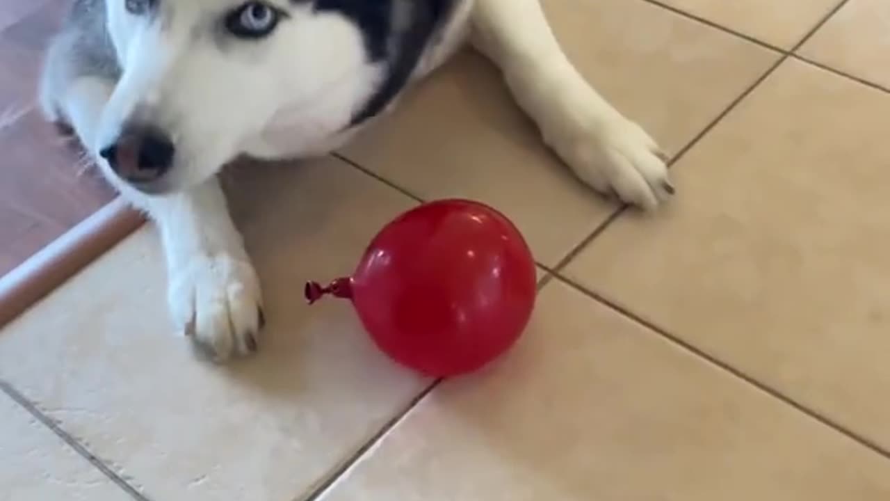 Water Ballon EXPLODES On HUSKY DOG'S FACE!!! (PART 3) #shorts