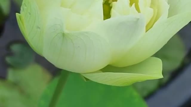 Blooming Lotus ( 1)