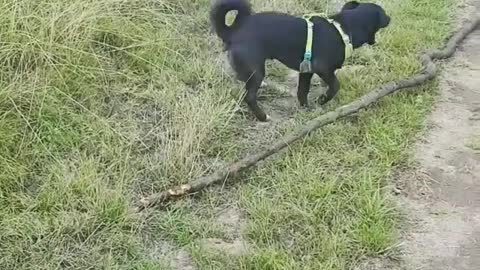 Dog playing with a Stick Outside