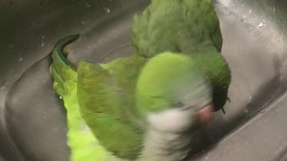 Quaker Parrots Bath Time