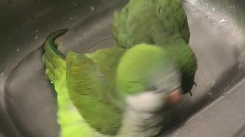 Quaker Parrots Bath Time