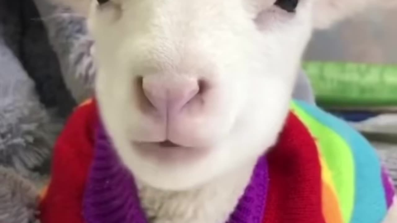 #babygoat #minigoat