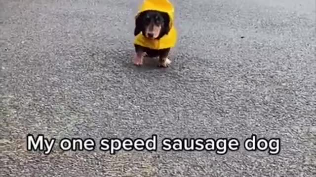 Funny Dog that will make your day