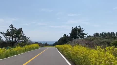 Jeju Island Spring Rape flower