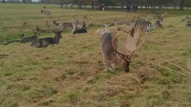 Phoenix Park # short video. # animal lover.