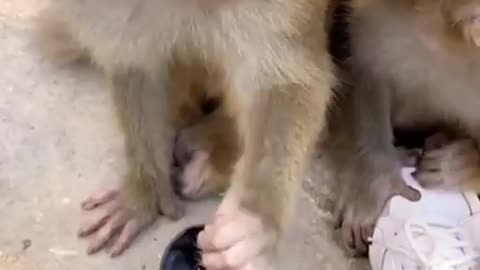 Very funny monkey video #eating | #monkey #status #animal #cute #funny #babymonkey