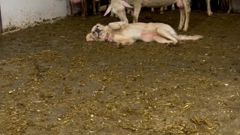 Dog Loves Attention From Sheep