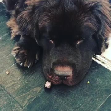Newfoundland hilariously rejects owner's choice of treat
