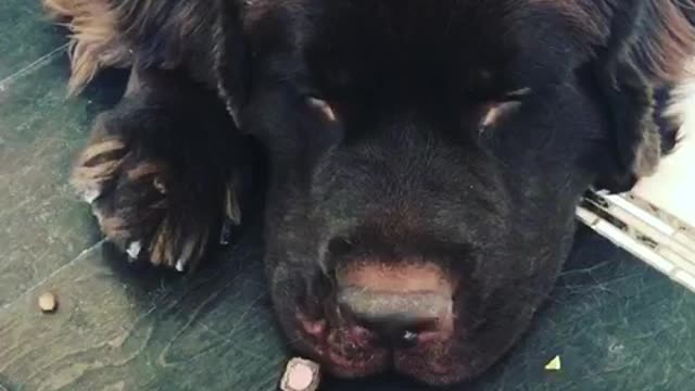 Newfoundland hilariously rejects owner's choice of treat