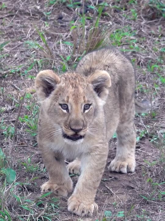 puppy posing for photo 😍