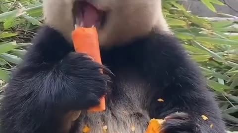 BEAR FEEDS ON CARROT