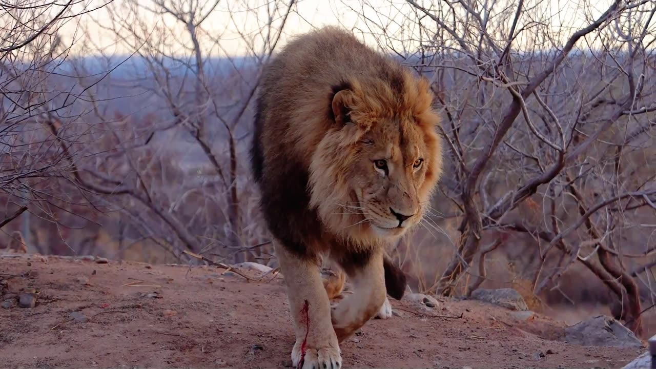 15 Wild Moments: From Playful Cubs to Majestic Lions