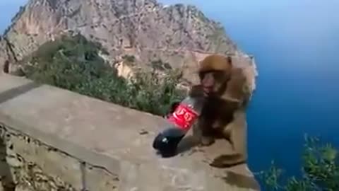 Smart monkey