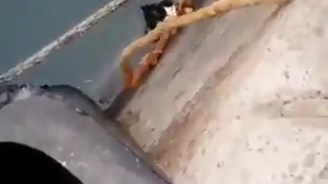 The process of saving a kitten from drowning