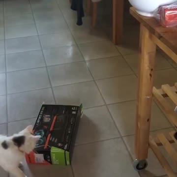 Two cats playing in box