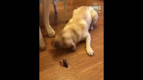 Dog Reacts of A Small Creature