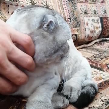 Sunshine. Very tired