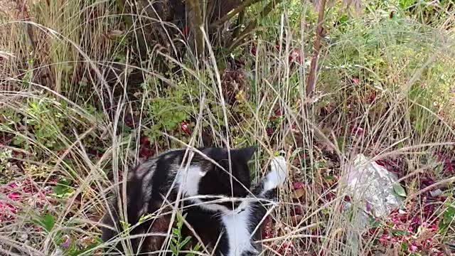 A cat in the garden south korea