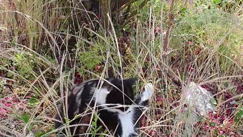 A cat in the garden south korea