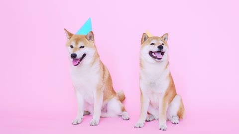 Cute Shiba Inu Dogs With Party Hats