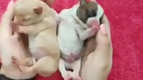 "Cute animals funny video 😀😍 #cuteanimals #viral #animal""