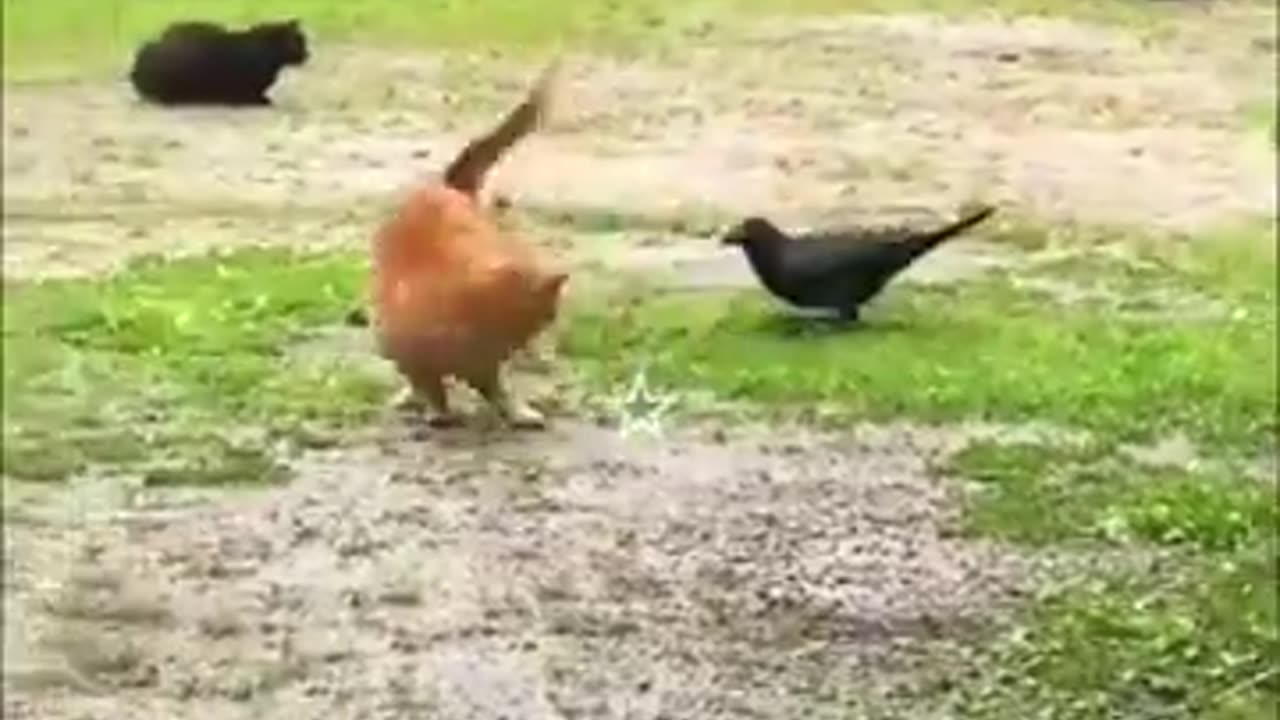 Funny cat dance