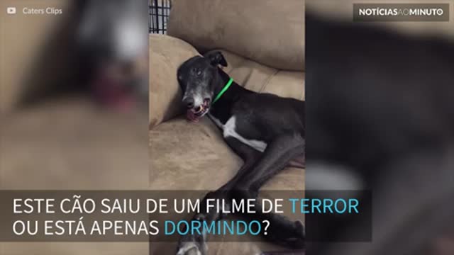 Cão fica ‘possuído’ após dormir