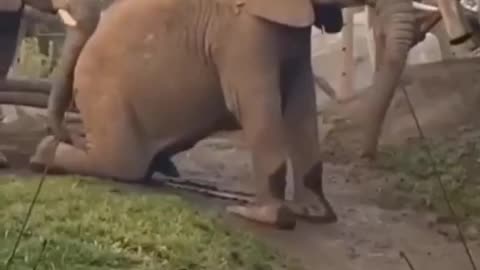 Baby elephant sliding kidding