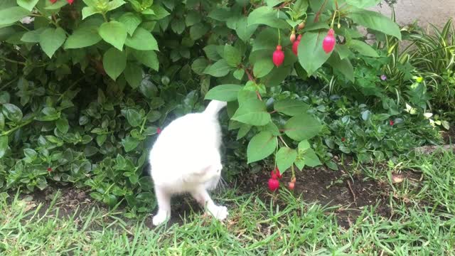 cute white cat video